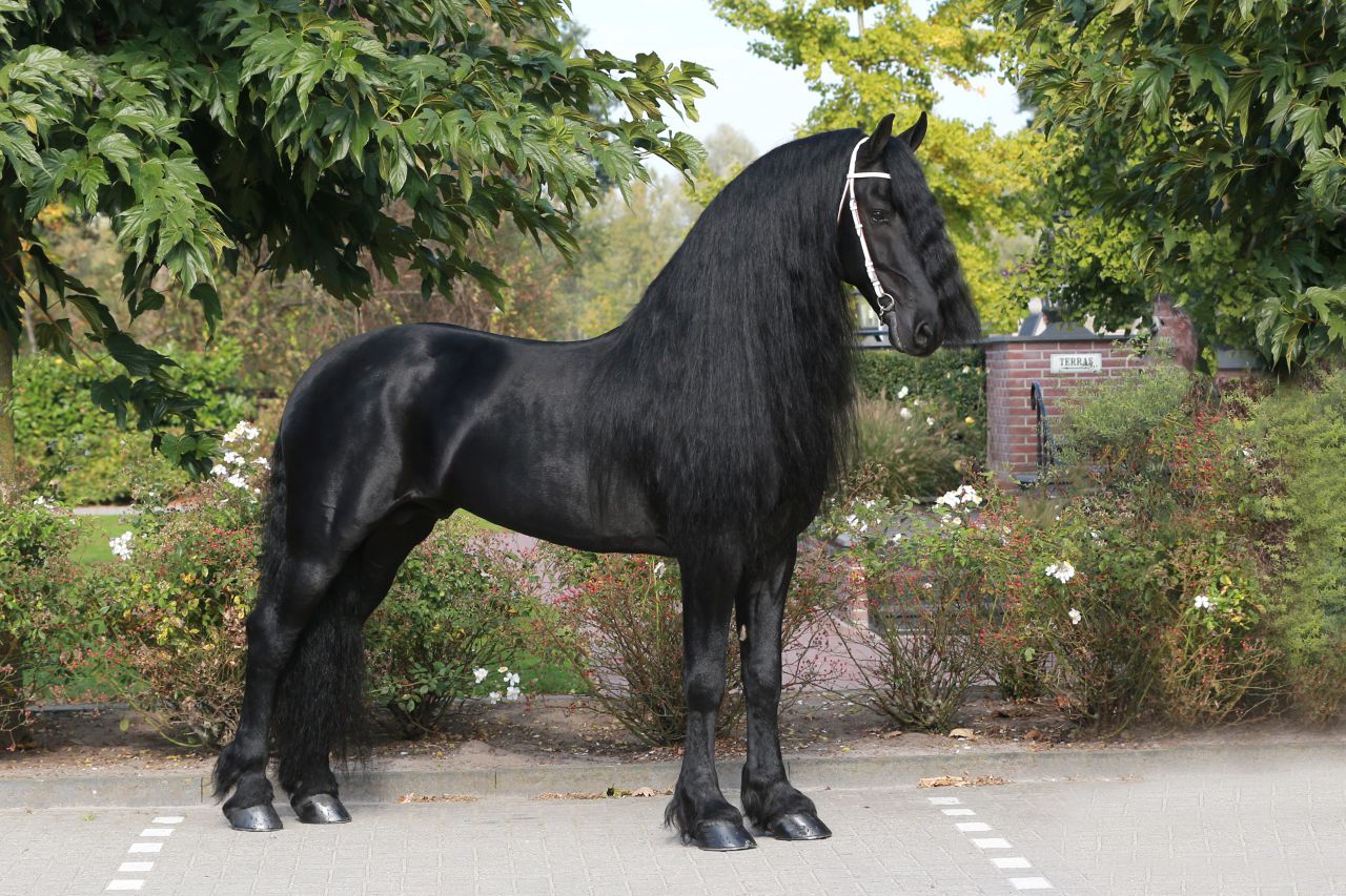 Frison / Barock Pinto - Friesian 2010
