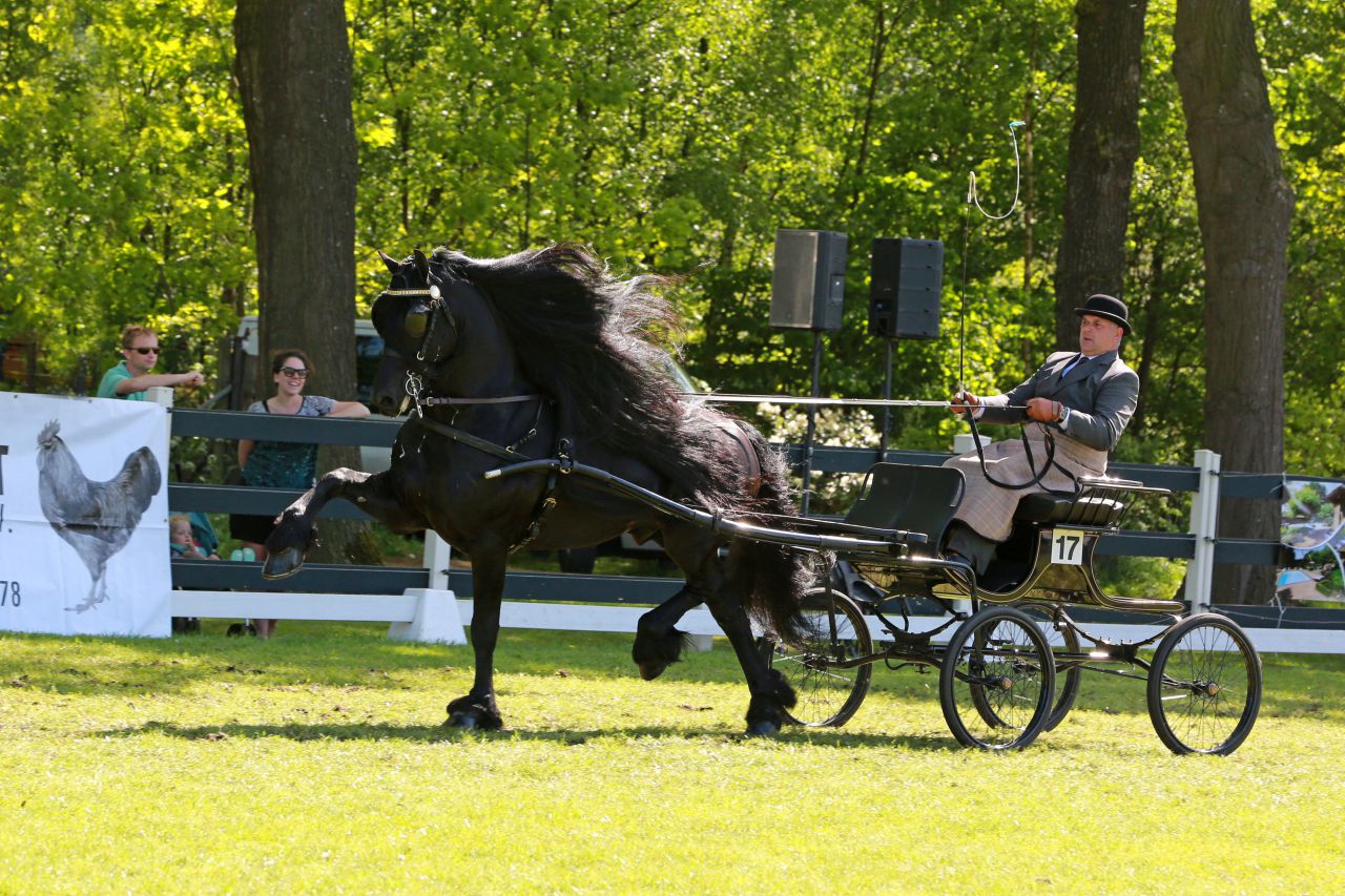 Frison / Barock Pinto - Friesian 2010