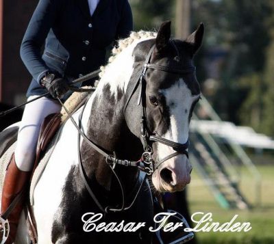 Frison / Barock Pinto - Friesian 2010