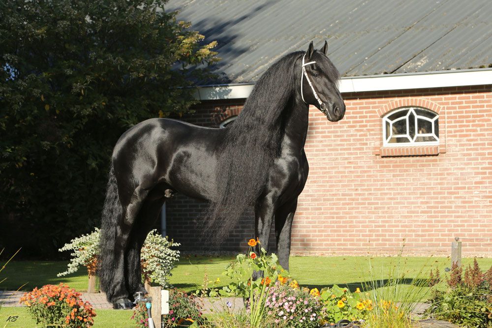 Frison / Barock Pinto - Friesian 2010