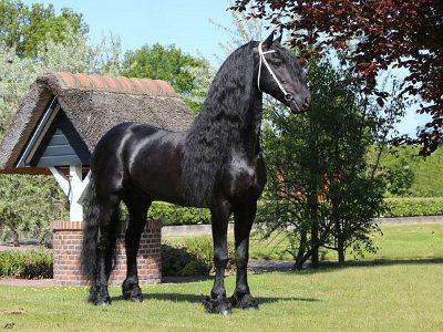 Frison / Barock Pinto - Friesian 2010