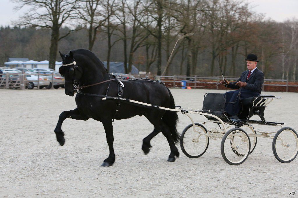 Frison / Barock Pinto - Friesian 2010