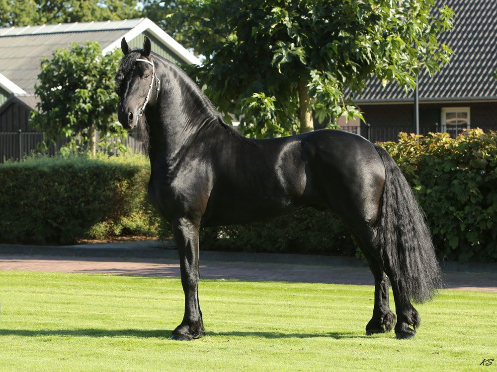 Frison / Barock Pinto - Friesian 2010