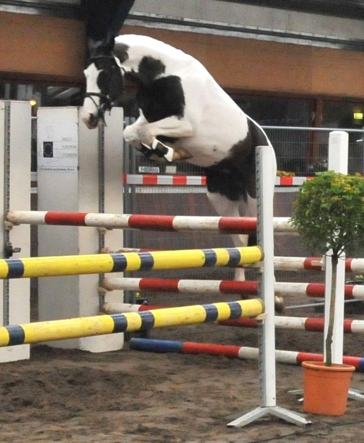 Frison / Barock Pinto - Friesian 2010