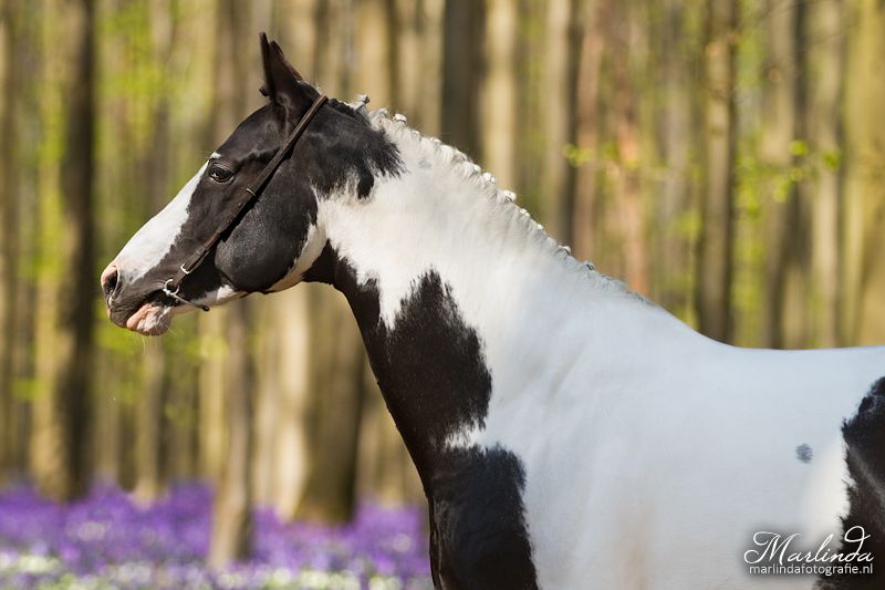 Frison / Barock Pinto - Friesian 2010