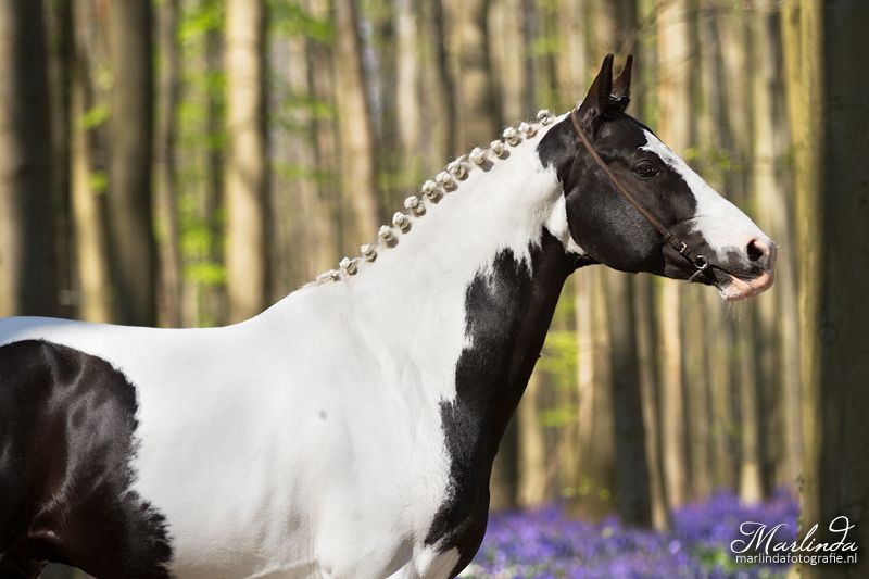 Frison / Barock Pinto - Friesian 2010
