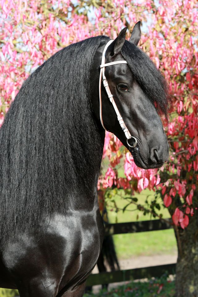 Frison / Barock Pinto - Friesian 2010