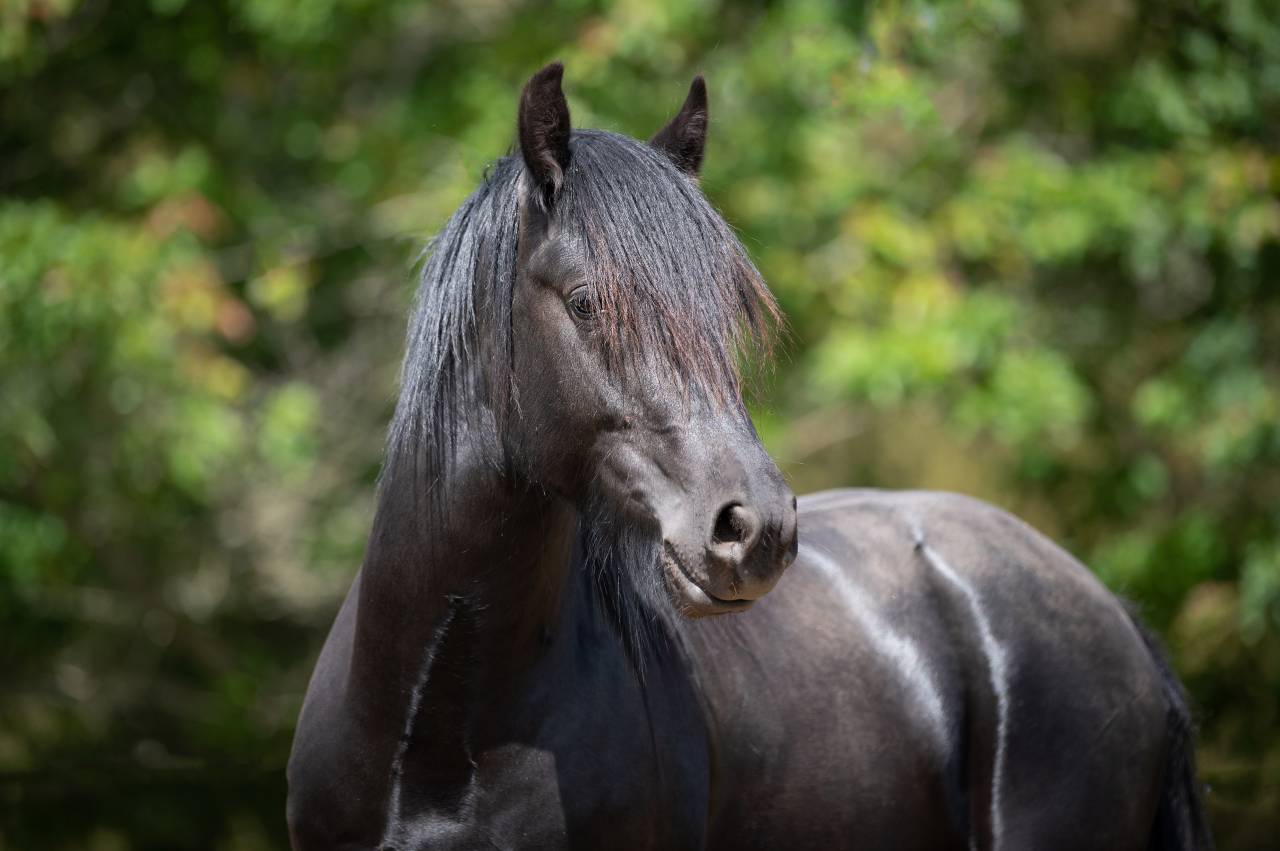 Frison / Barock Pinto - Friesian 2010
