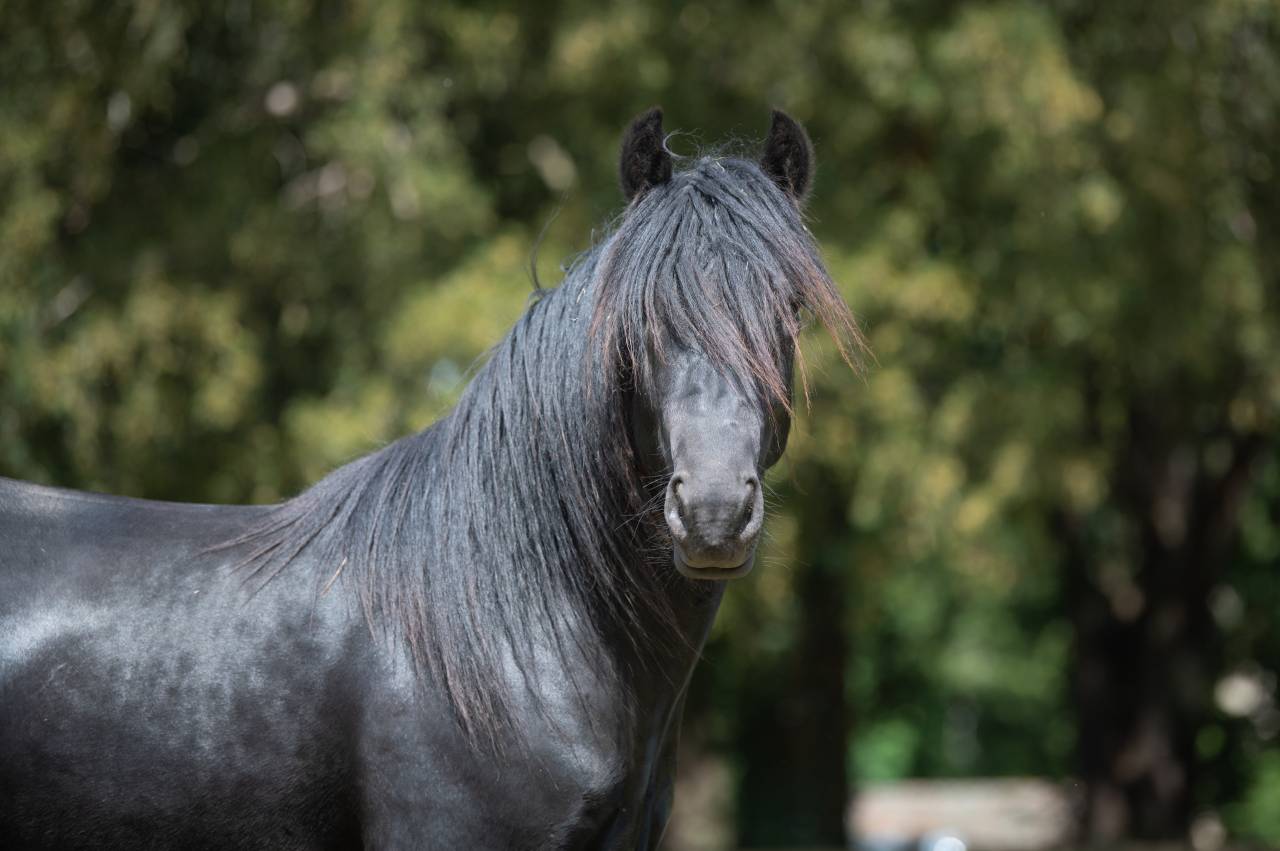 Frison / Barock Pinto - Friesian 2010