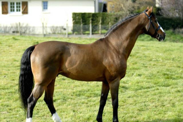 Lando - Danish Warmblood 1988 by LANCIER