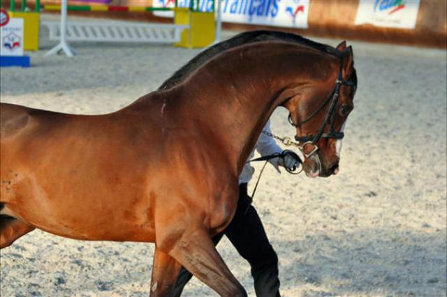 Lando - Danish Warmblood 1988 by LANCIER