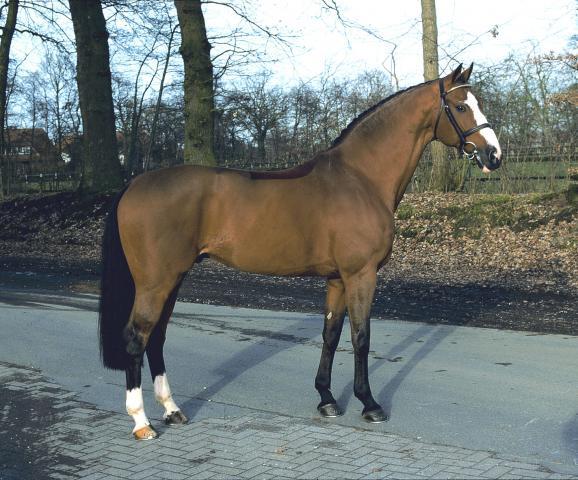 Lando - Danish Warmblood 1988 by LANCIER