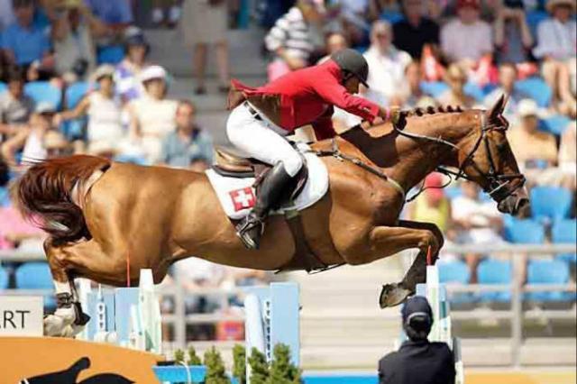 Tinka's Boy - KWPN Dutch Warmblood 1989 by ZUIDPOOL