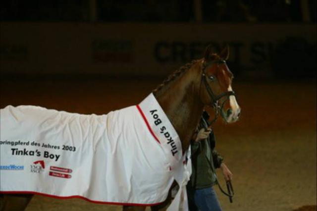 Tinka's Boy - KWPN Dutch Warmblood 1989 by ZUIDPOOL