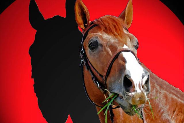 Tinka's Boy - KWPN Dutch Warmblood 1989 by ZUIDPOOL