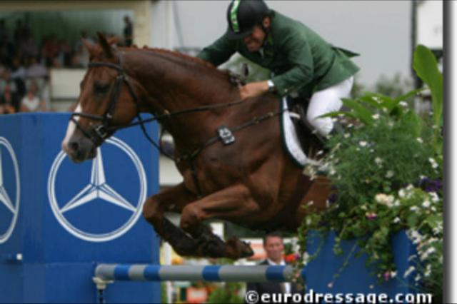 Tinka's Boy - KWPN Dutch Warmblood 1989 by ZUIDPOOL