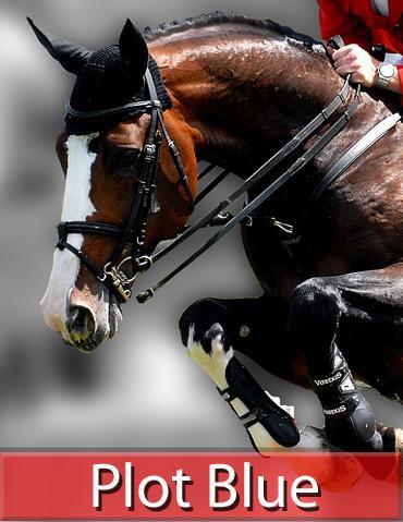 Plot Blue - KWPN Dutch Warmblood 1997 by MR BLUE