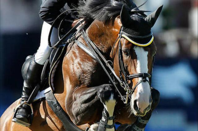 Plot Blue - KWPN Dutch Warmblood 1997 by MR BLUE