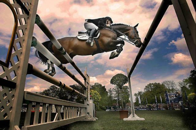 Plot Blue - KWPN Dutch Warmblood 1997 by MR BLUE