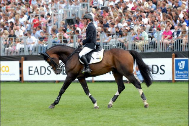 Plot Blue - KWPN Dutch Warmblood 1997 by MR BLUE