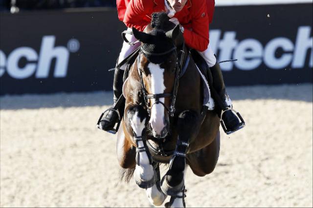 Plot Blue - KWPN Dutch Warmblood 1997 by MR BLUE