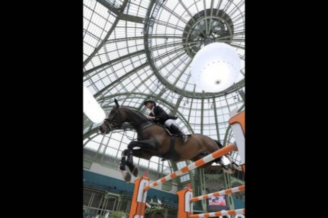 Plot Blue - KWPN Dutch Warmblood 1997 by MR BLUE