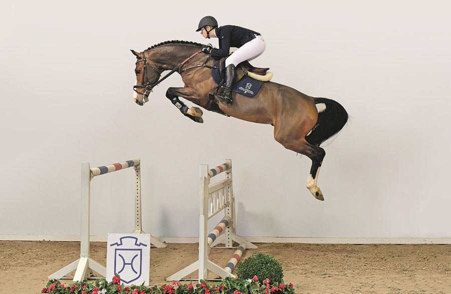 Million Dollar - BWP Belgian Warmblood 2012 by PLOT BLUE