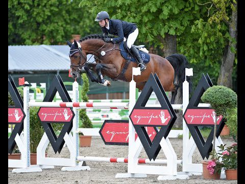 Million Dollar - BWP Belgian Warmblood 2012 by PLOT BLUE