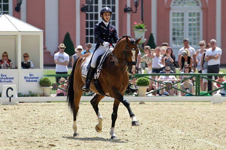 Don Quichot - BWP Belgian Warmblood 2000 by QUITE EASY