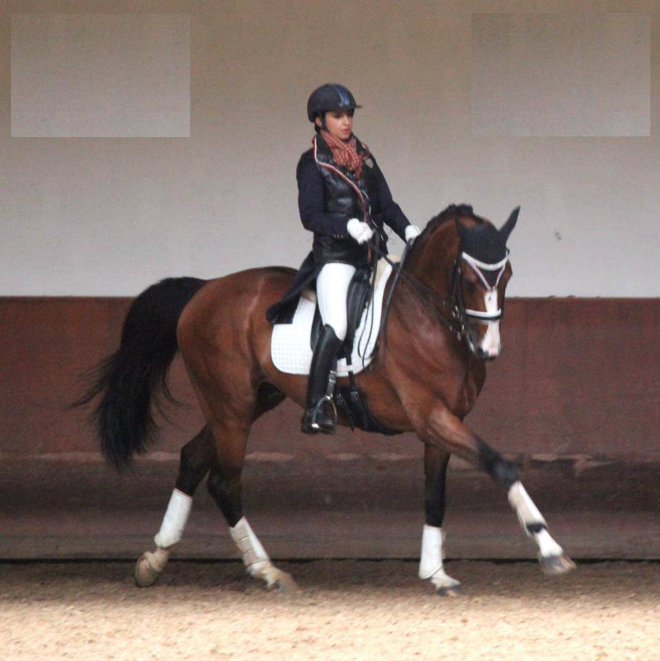 Don Quichot - BWP Belgian Warmblood 2000 by QUITE EASY