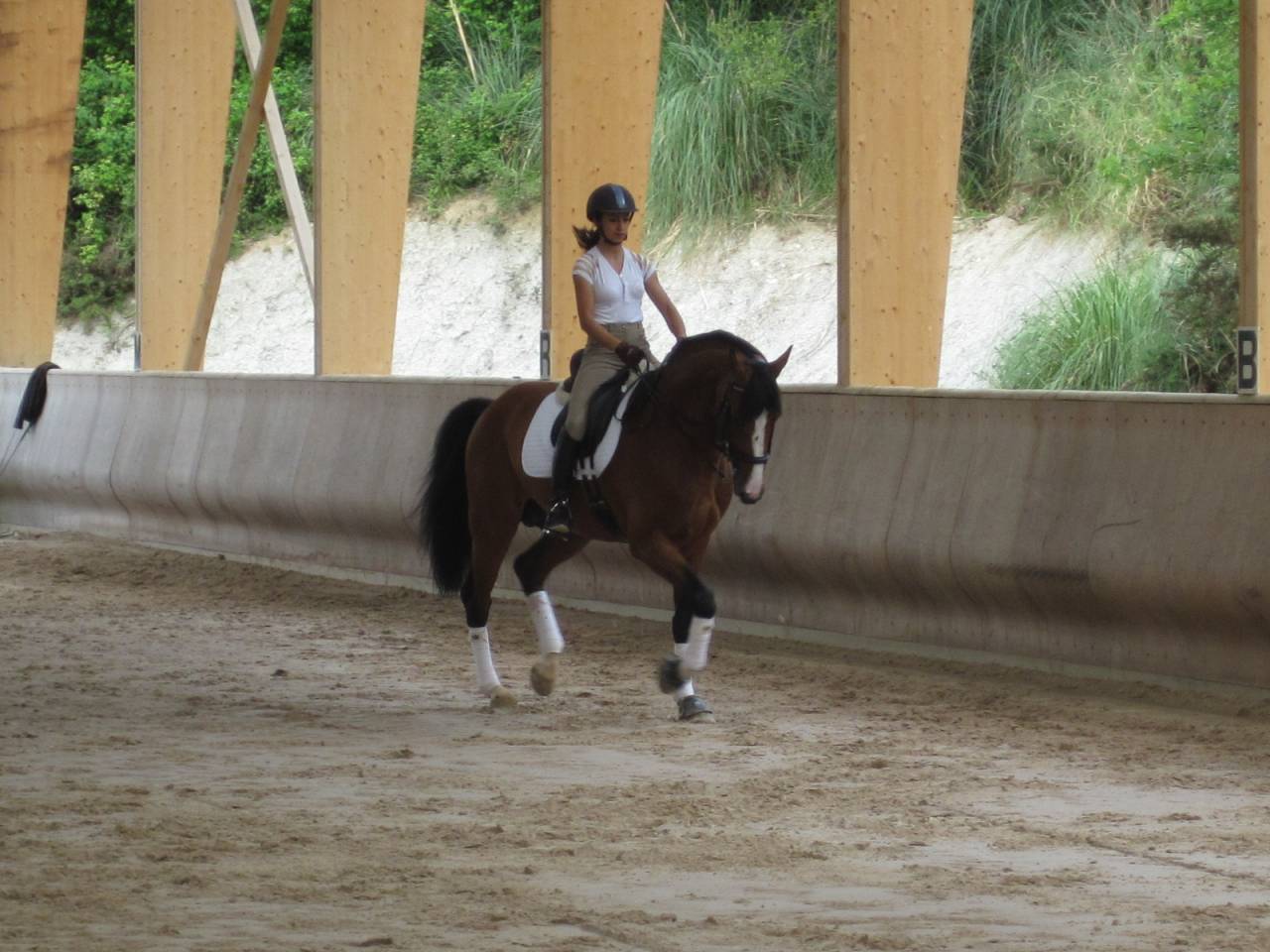 Don Quichot - BWP Belgian Warmblood 2000 by QUITE EASY