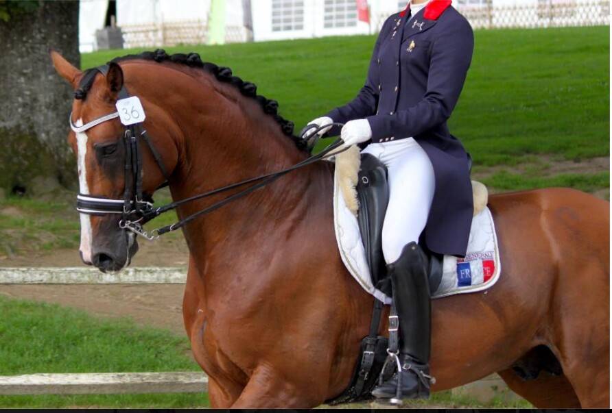 Don Quichot - BWP Belgian Warmblood 2000 by QUITE EASY