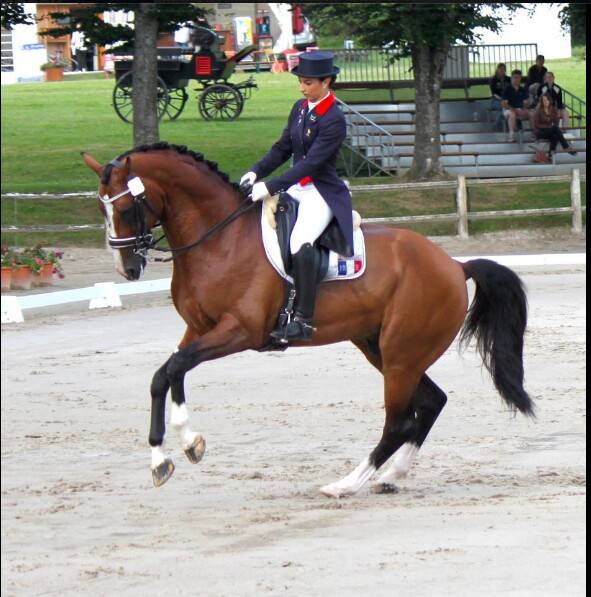 Don Quichot - BWP Belgian Warmblood 2000 by QUITE EASY