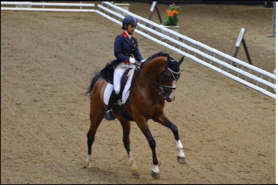 Don Quichot - BWP Belgian Warmblood 2000 by QUITE EASY