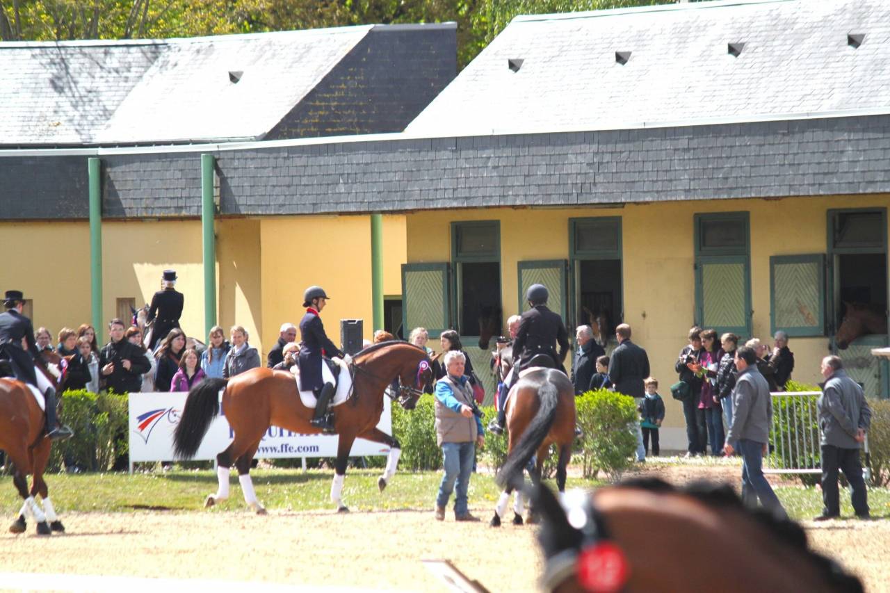 Don Quichot - BWP Belgian Warmblood 2000 by QUITE EASY