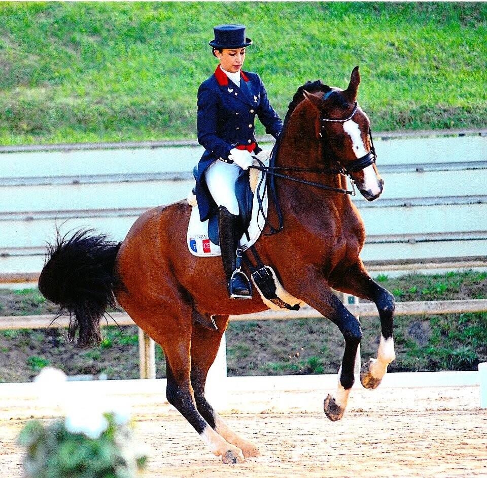 Don Quichot - BWP Belgian Warmblood 2000 by QUITE EASY