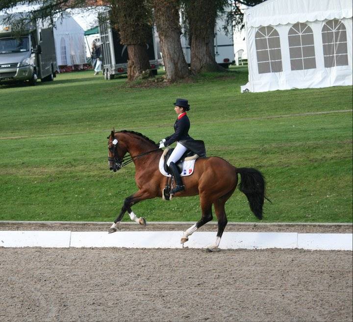 Don Quichot - BWP Belgian Warmblood 2000 by QUITE EASY