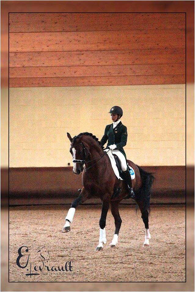 Don Quichot - BWP Belgian Warmblood 2000 by QUITE EASY