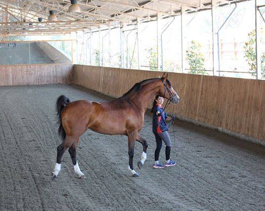 Don Quichot - BWP Belgian Warmblood 2000 by QUITE EASY