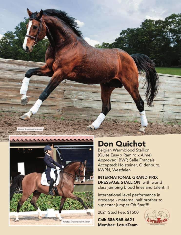 Don Quichot - BWP Belgian Warmblood 2000 by QUITE EASY