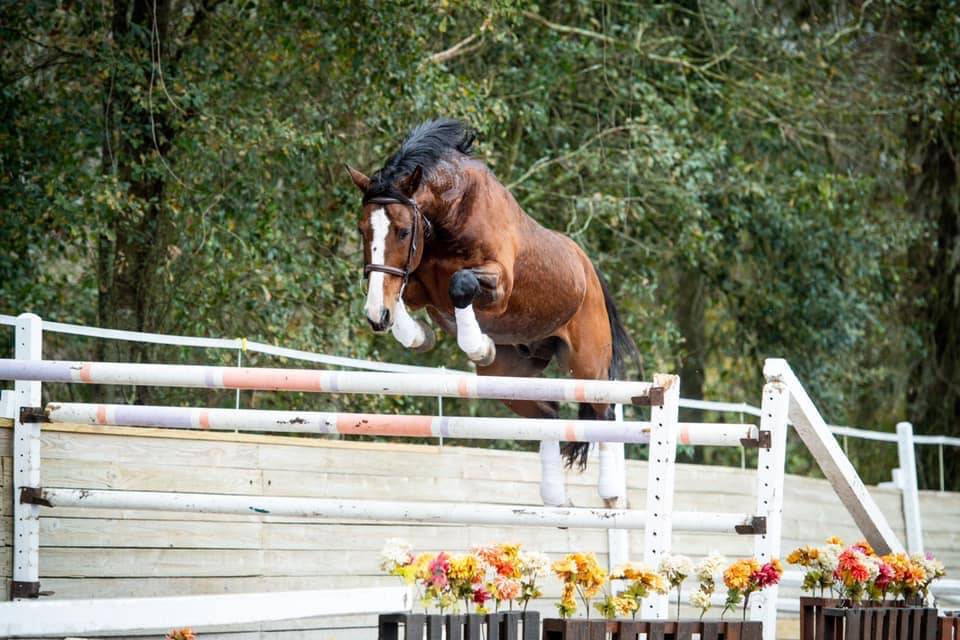 Don Quichot - BWP Belgian Warmblood 2000 by QUITE EASY