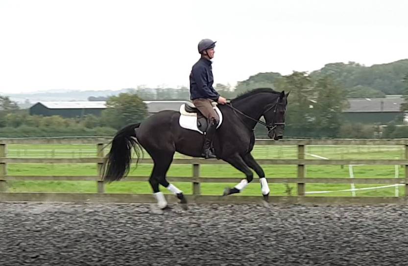 SOLD 2020 4yo Gelding- Serious competition prospect