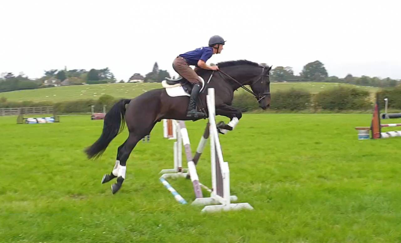 SOLD 2020 4yo Gelding- Serious competition prospect