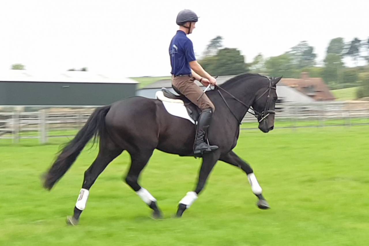 SOLD 2020 4yo Gelding- Serious competition prospect