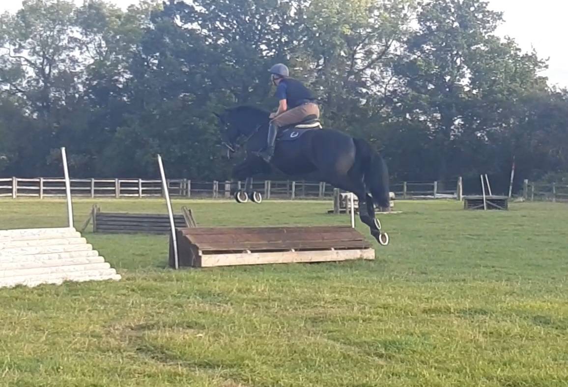 SOLD 2020 4yo Gelding- Serious competition prospect