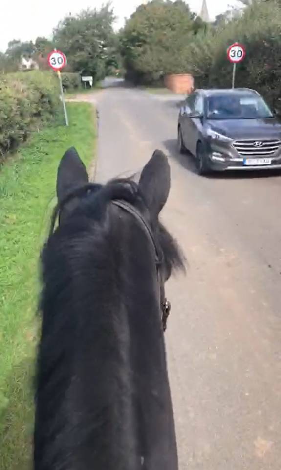 SOLD 2020 4yo Gelding- Serious competition prospect