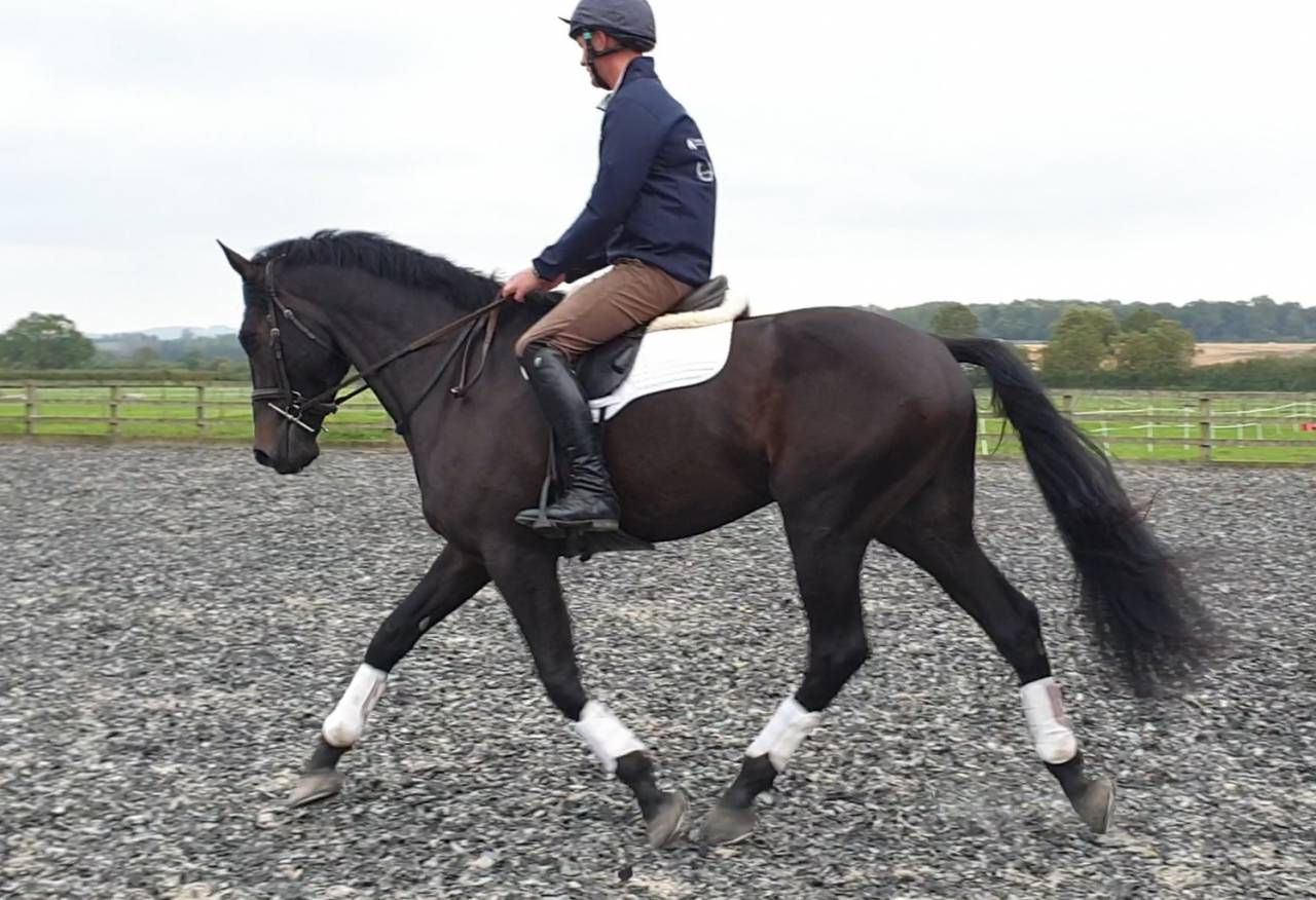 SOLD 2020 4yo Gelding- Serious competition prospect