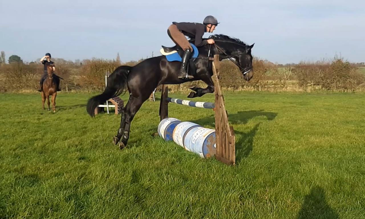 SOLD 2020 4yo Gelding- Serious competition prospect