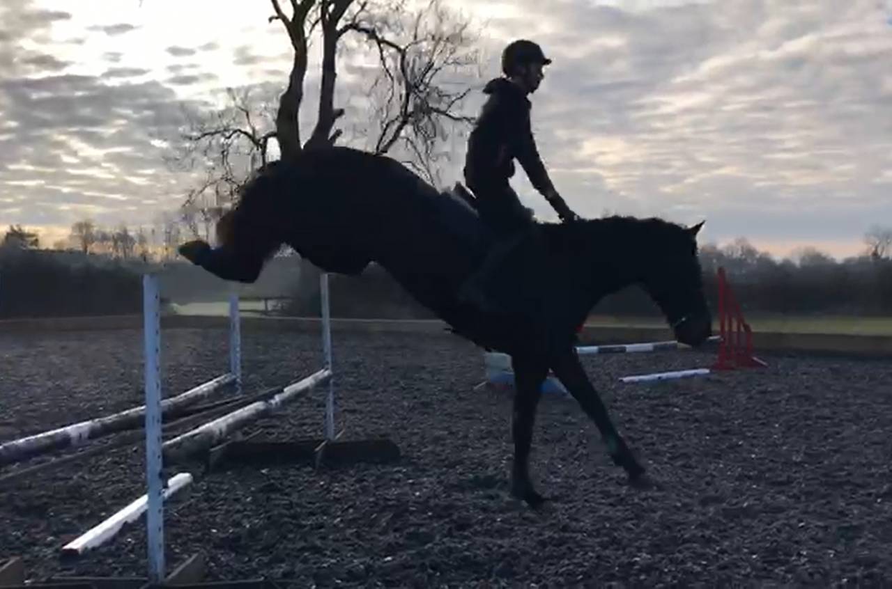 SOLD 2020 4yo Gelding- Serious competition prospect