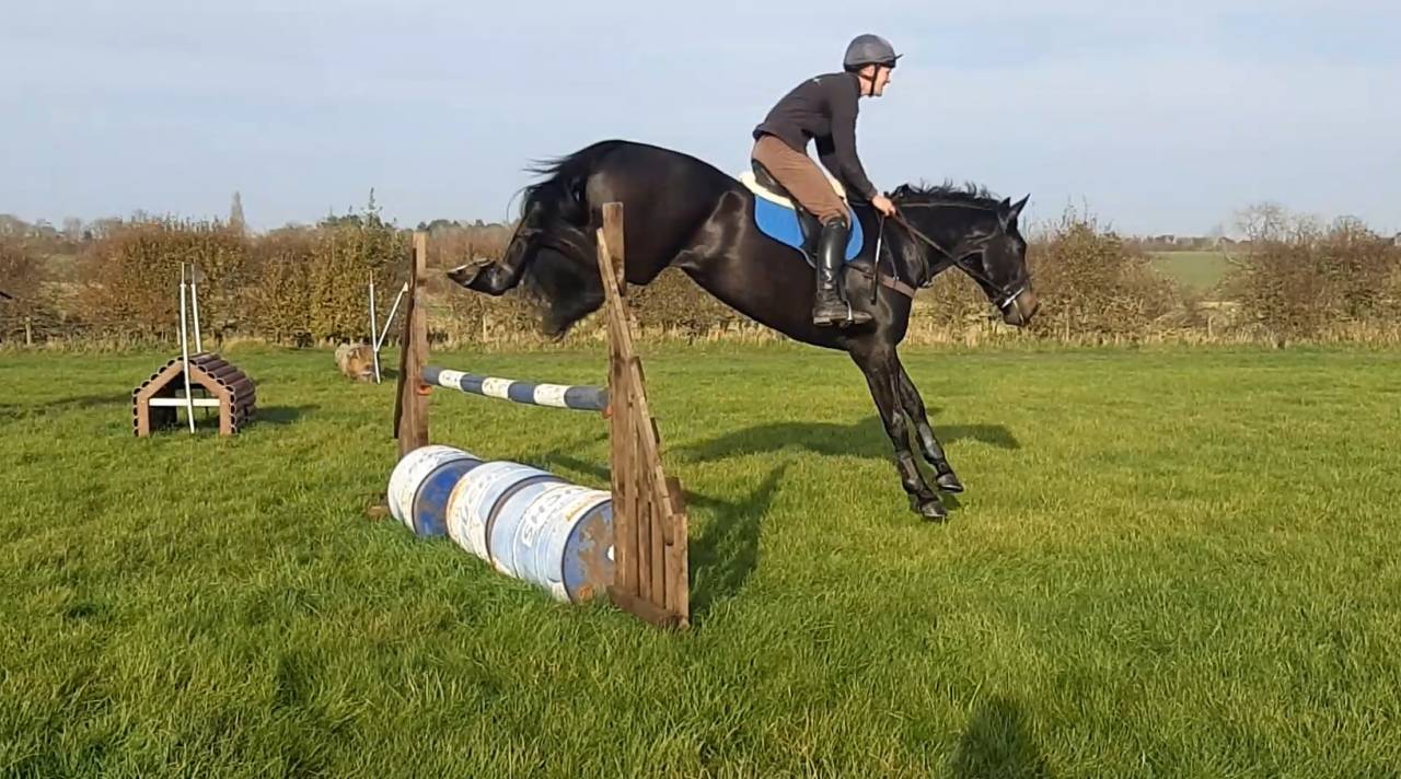 SOLD 2020 4yo Gelding- Serious competition prospect